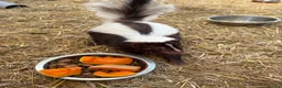 Mixed Breed rodents for sale: Baby Skunks  in Cambridge - Advert 3