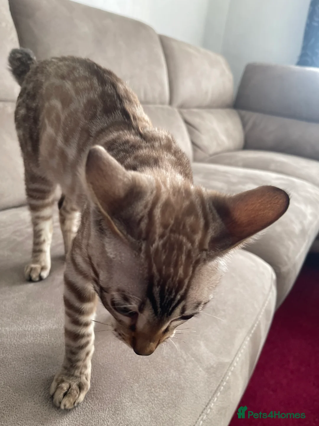 Bengal cats for sale: Snow Lynx Bengal Male kitten - Advert 6