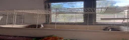 Guinea Pig rodents for sale: Guinea pigs for sale - Advert 6