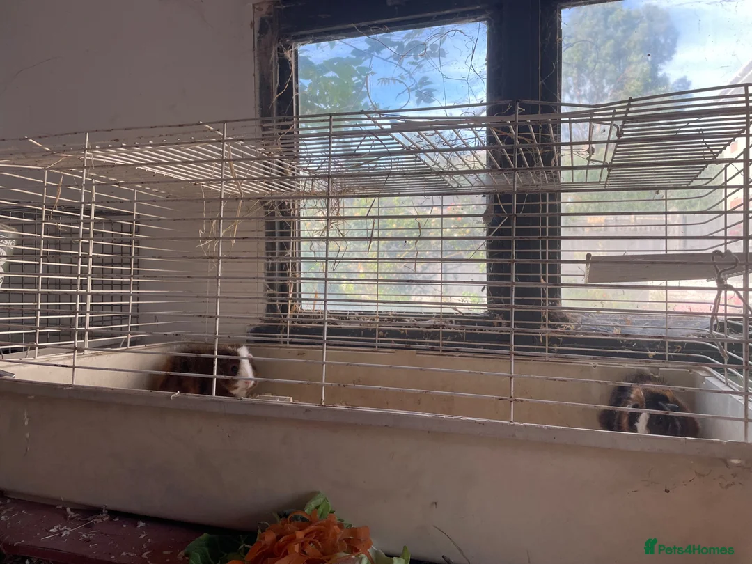 Guinea Pig rodents for sale: Guinea pigs for sale - Advert 6