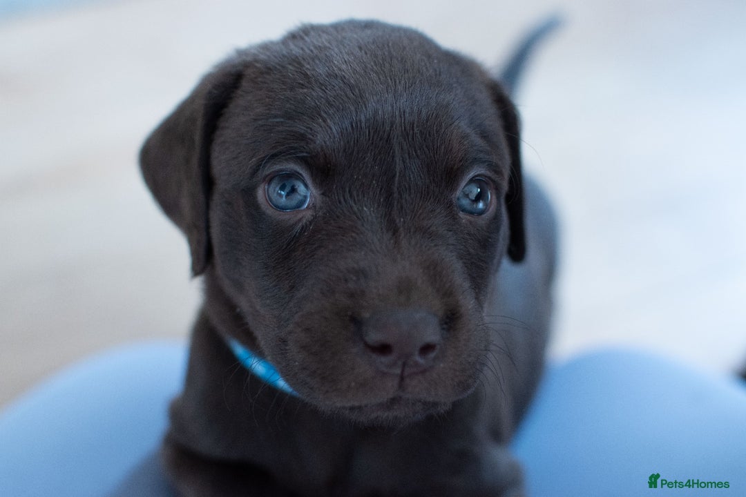 Labrador Retriever dogs for sale: Adorable Labrador Retriever Puppies  🐶💛 - Image 2
