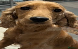 Cockalier dogs for sale: Stunning Health Tested Cockalier Puppies - Image 23