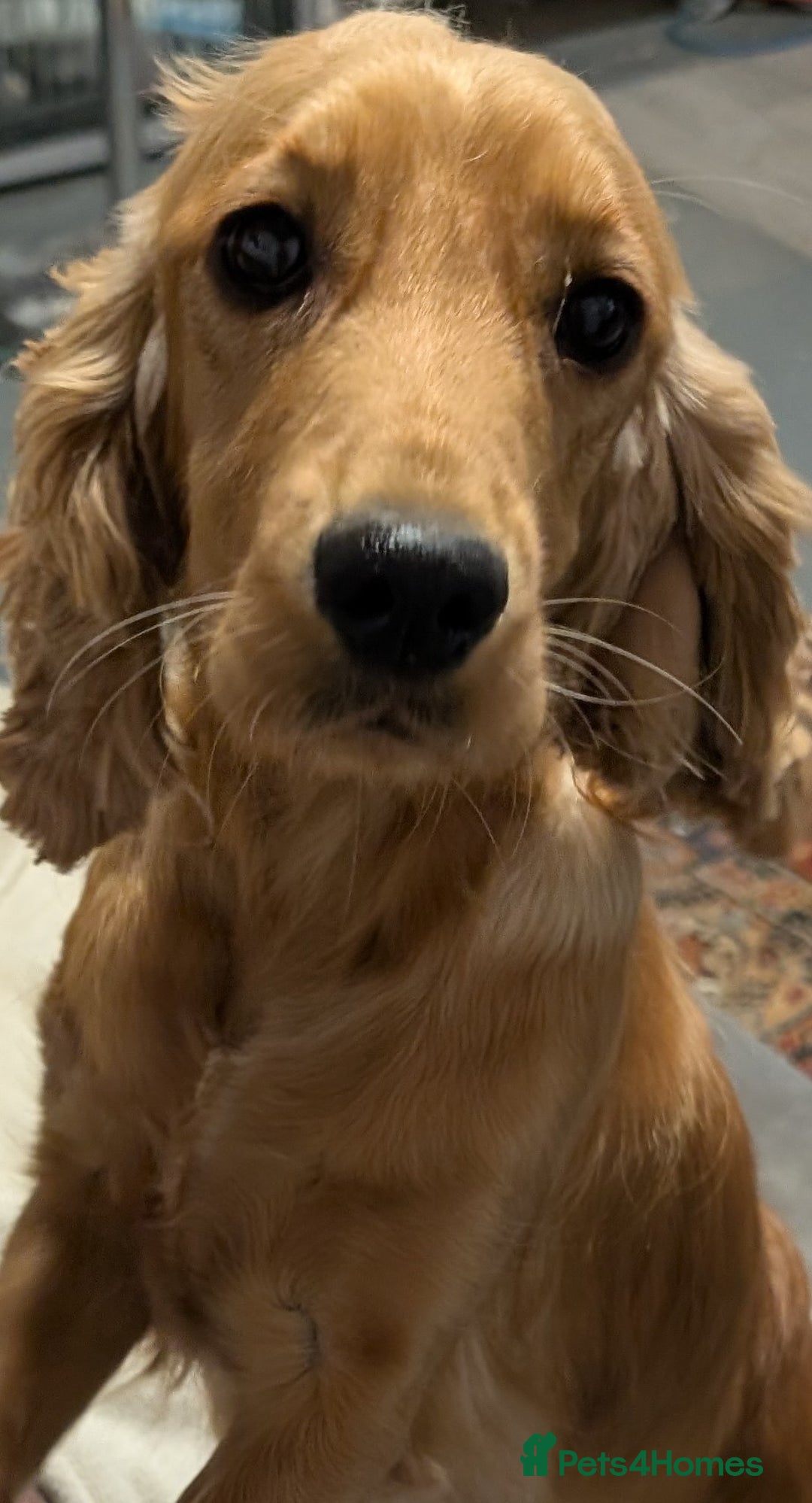 Cockalier dogs for sale: Stunning Health Tested Cockalier Puppies - Image 23