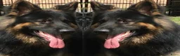German Shepherd dogs for stud: KC Reg Shadow fully Health Tested at stud in Wisbech - Advert 20