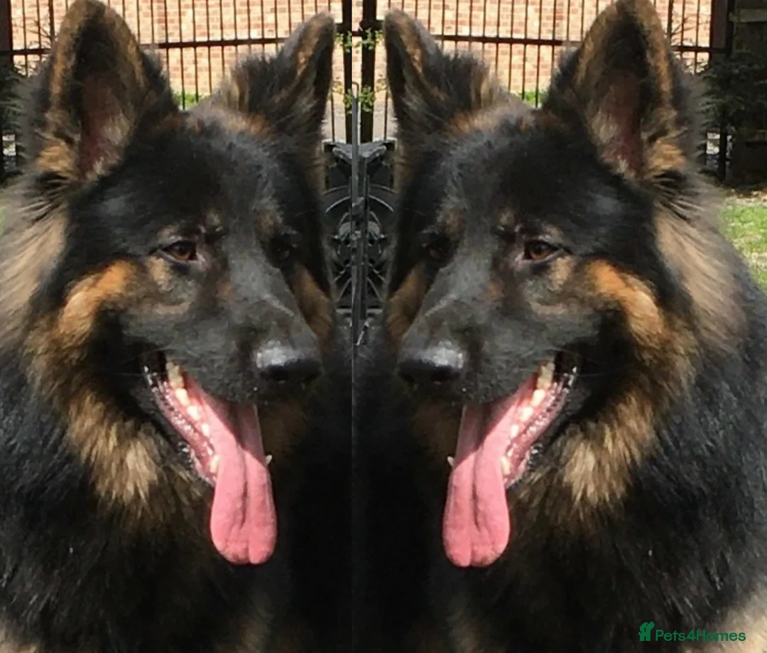 German Shepherd dogs for stud: KC Reg Shadow fully Health Tested at stud in Wisbech - Advert 20