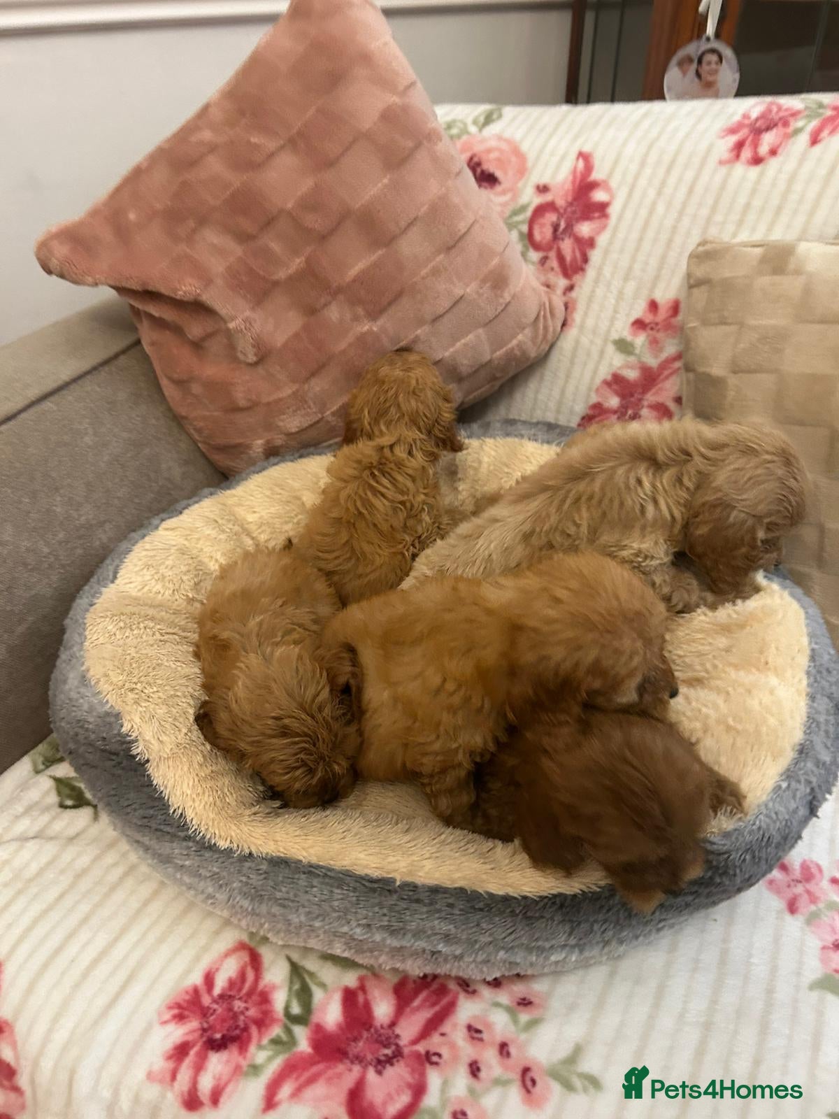 Cockapoo dogs for sale: Adorable cockapoo puppies - Advert 22