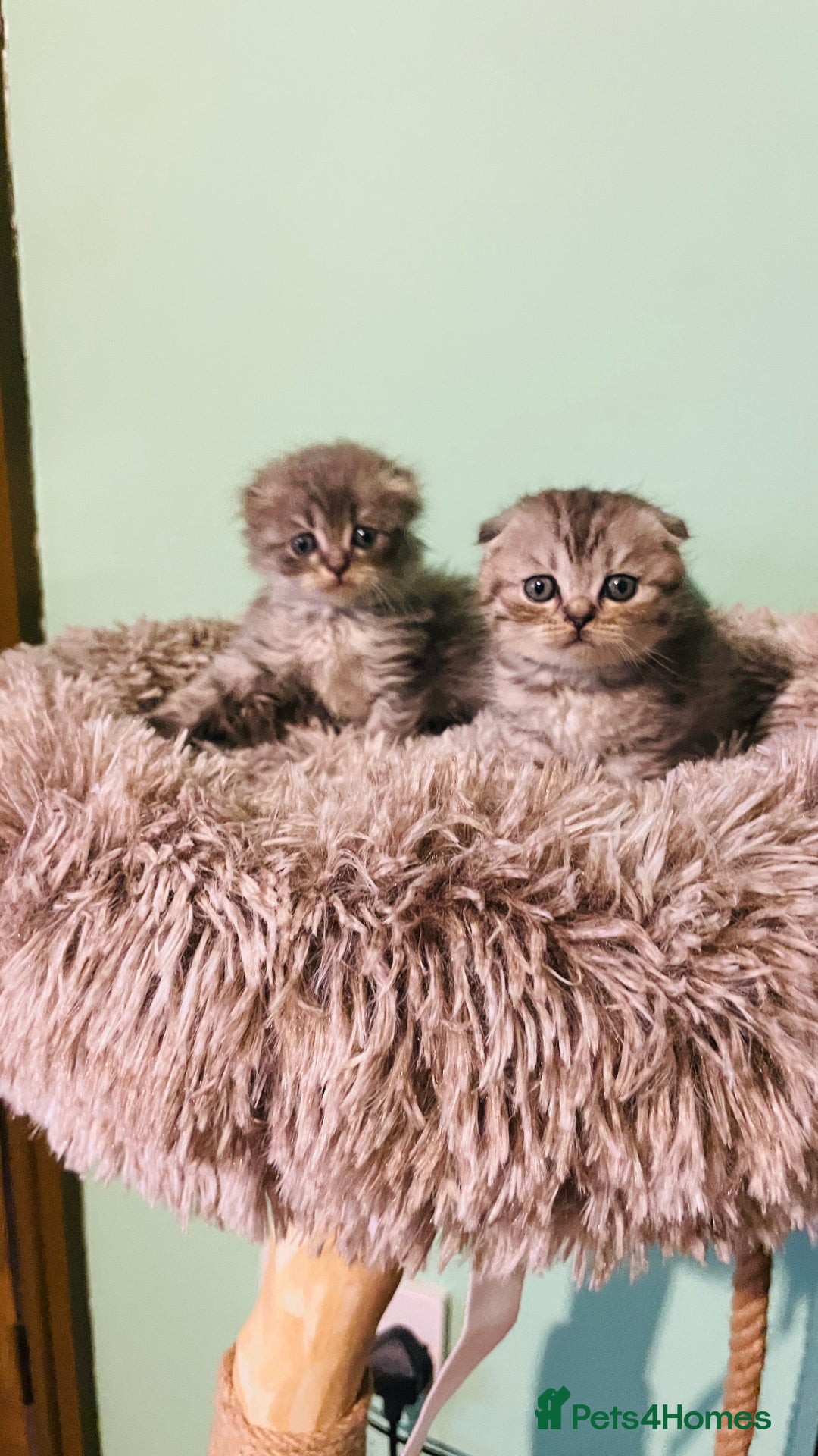 Scottish Fold cats for sale: Beautiful litter of Scottish fold reservation open - Image 4