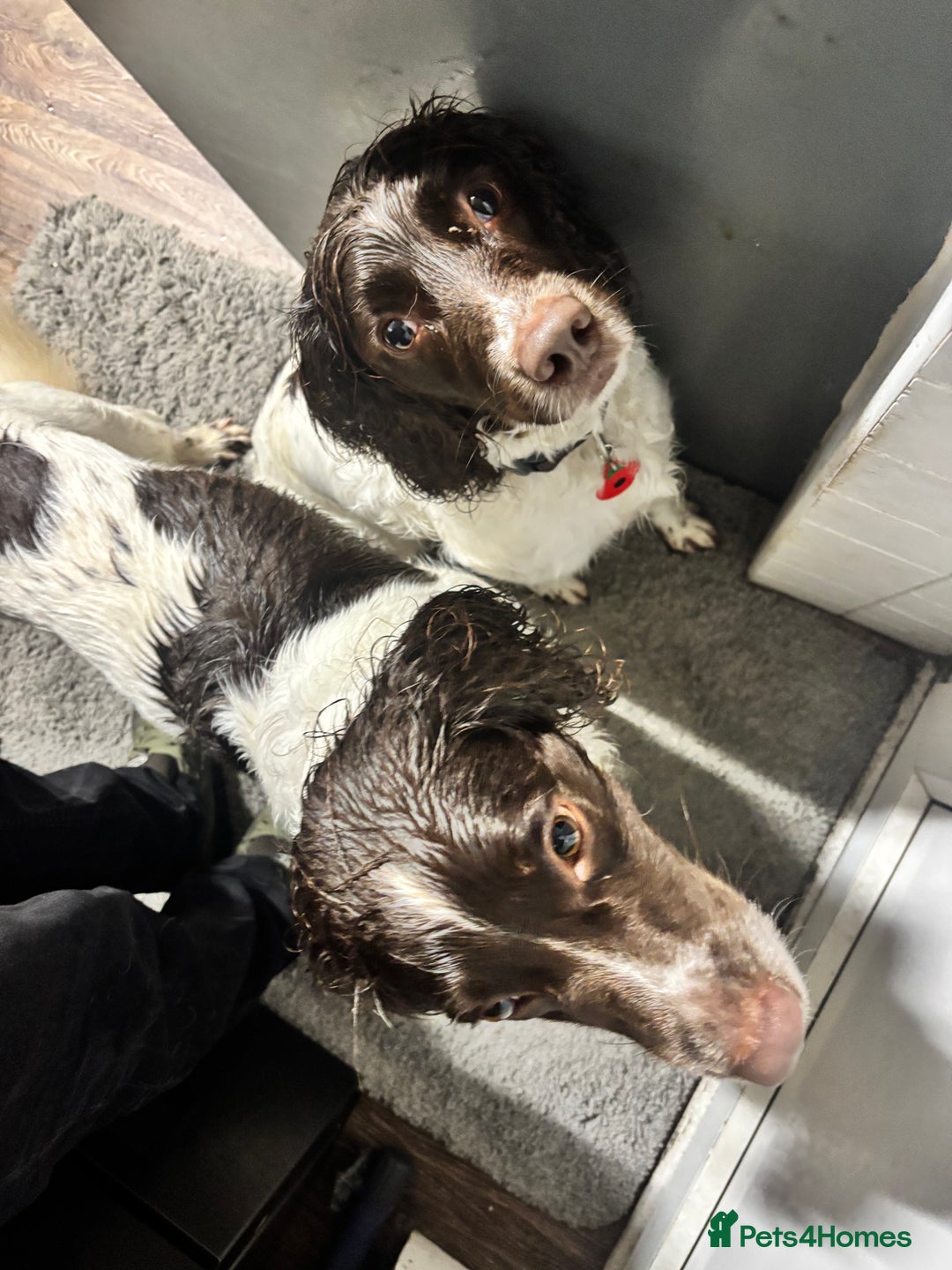 English Springer Spaniel dogs for sale: Pure springer puppies available at the end of Jan! - Advert 8