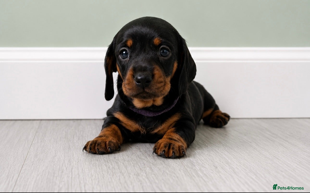 Miniature Dachshund dogs Beautiful Miniature Dachshund Puppies  - Advert 8