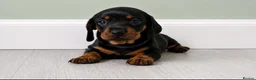 Miniature Dachshund dogs for sale: Beautiful Miniature Dachshund Puppies  - Advert 1