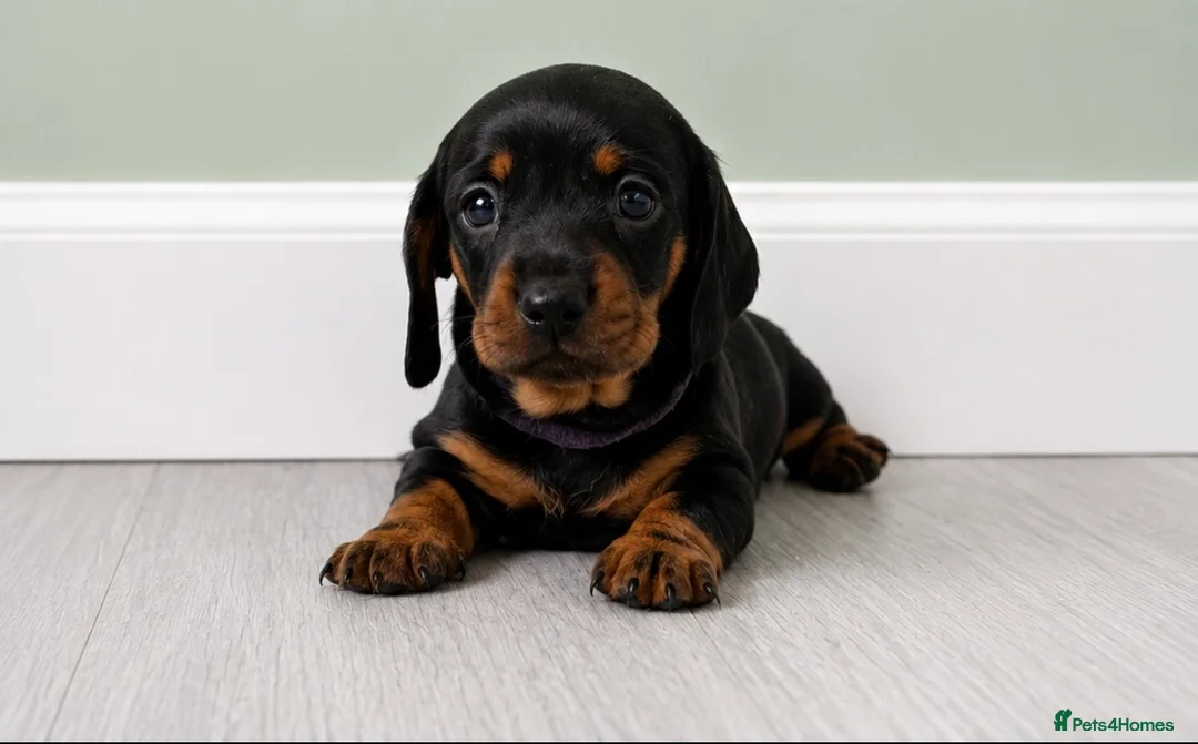 Miniature Dachshund dogs for sale: Beautiful Miniature Dachshund Puppies  - Advert 1
