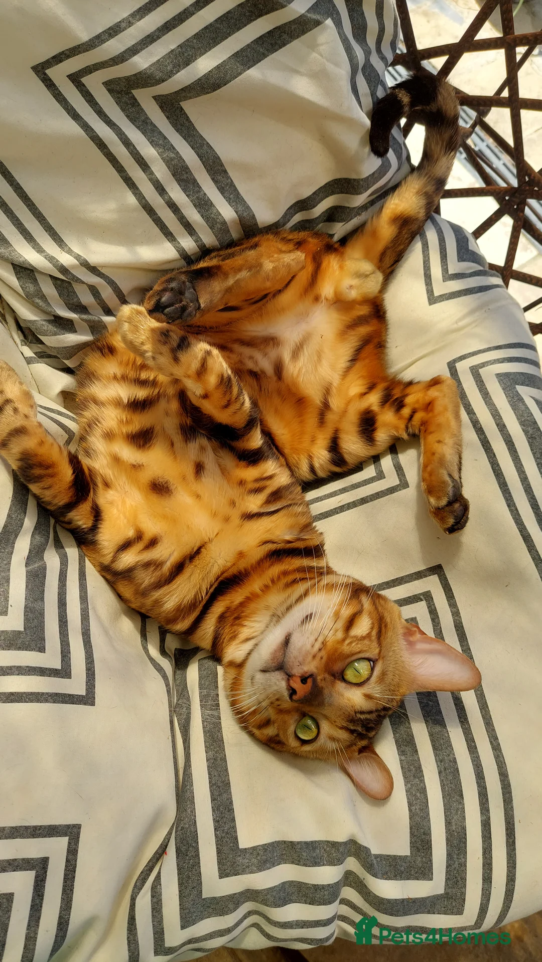 Bengal cats for stud: Impressive Stud Bengal TICA WCF reg in Harlow - Advert 24