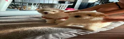 Bichon Frise dogs for sale: Two Boys for sale - Advert 12
