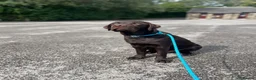 Labrador Retriever dogs for sale: Benji  - Advert 2