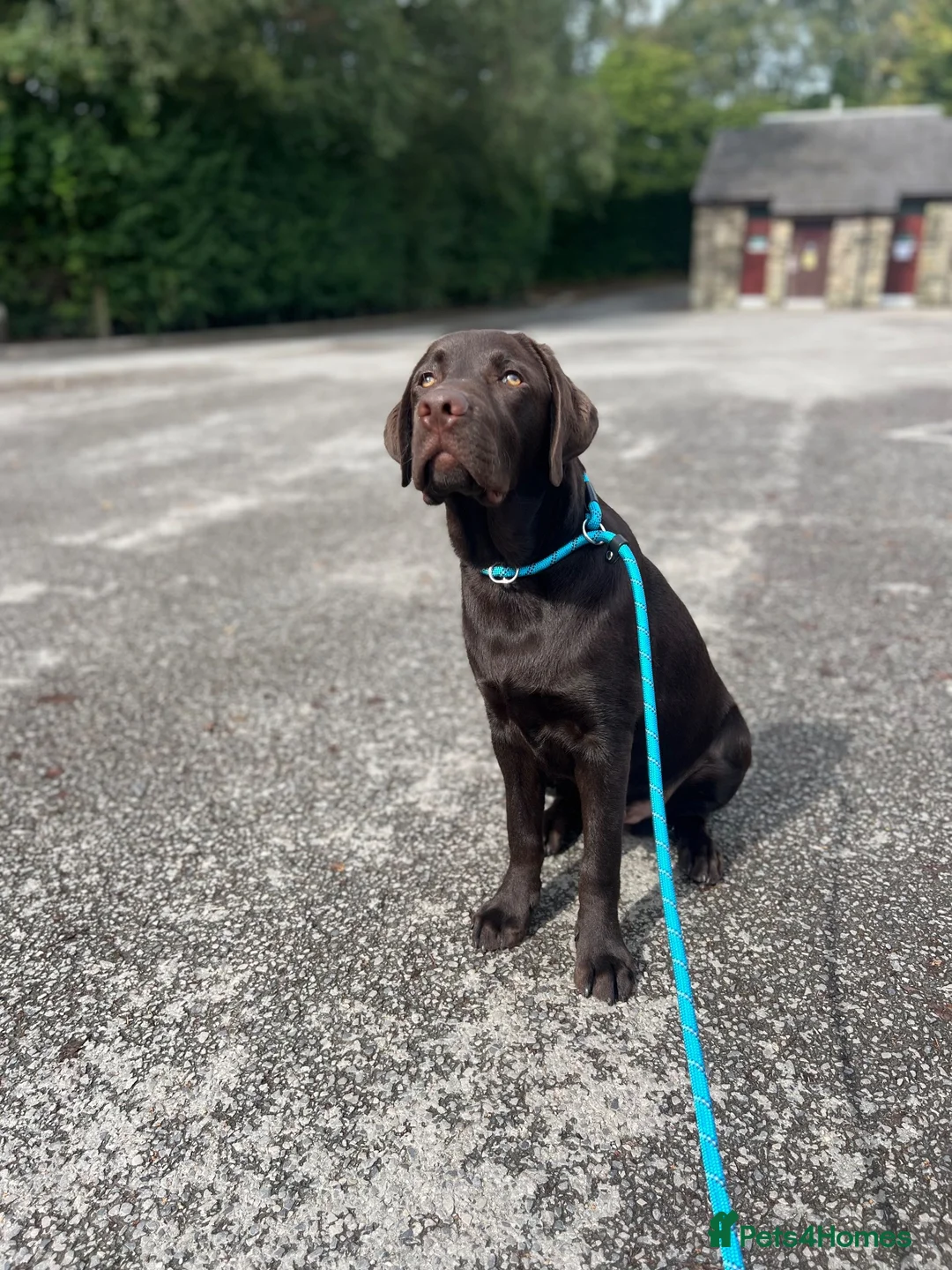 Labrador Retriever dogs for sale: Benji  - Advert 2