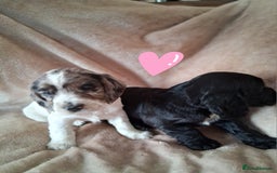 Cocker Spaniel dogs for sale: Cocker spaniel puppies  - Image 13