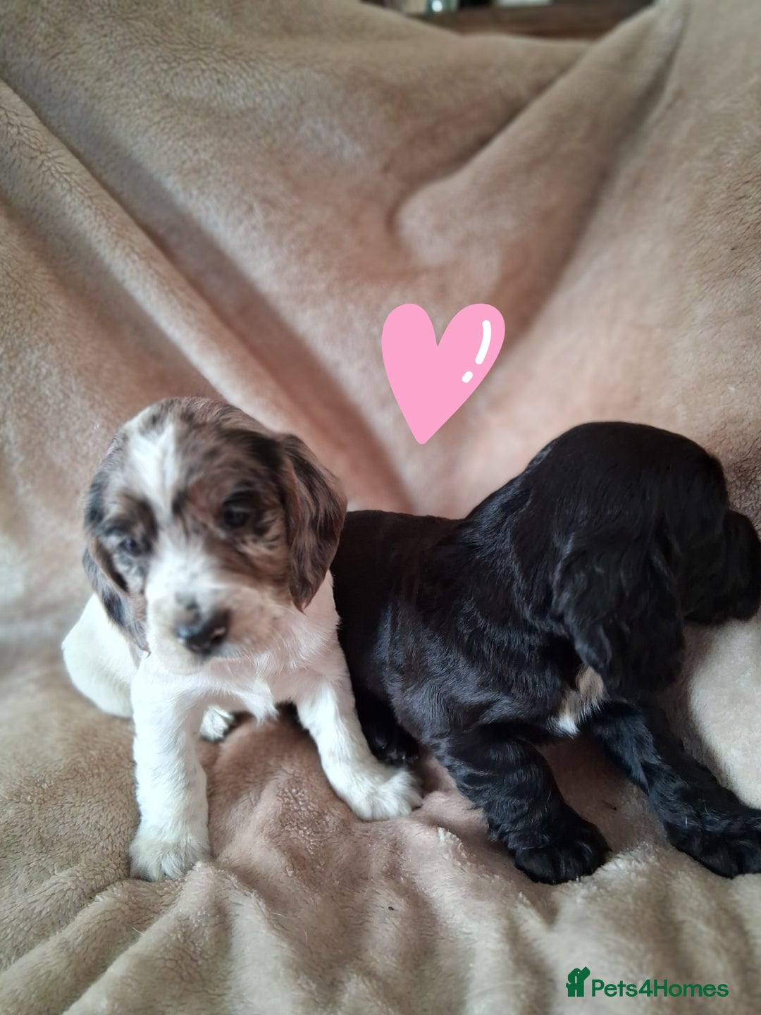 Cocker Spaniel dogs for sale: Cocker spaniel puppies  - Image 13