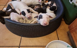 Bull Terrier dogs for sale: Bullterrier pups  - Image 7