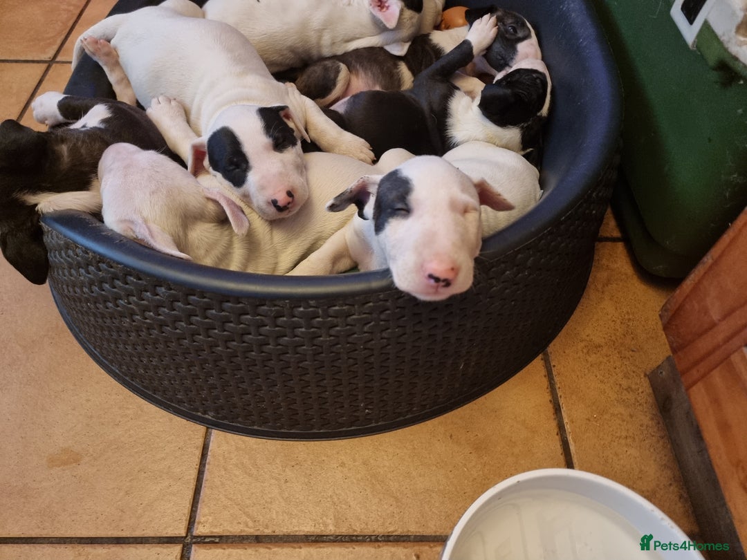Bull Terrier dogs for sale: Bullterrier pups  - Image 7