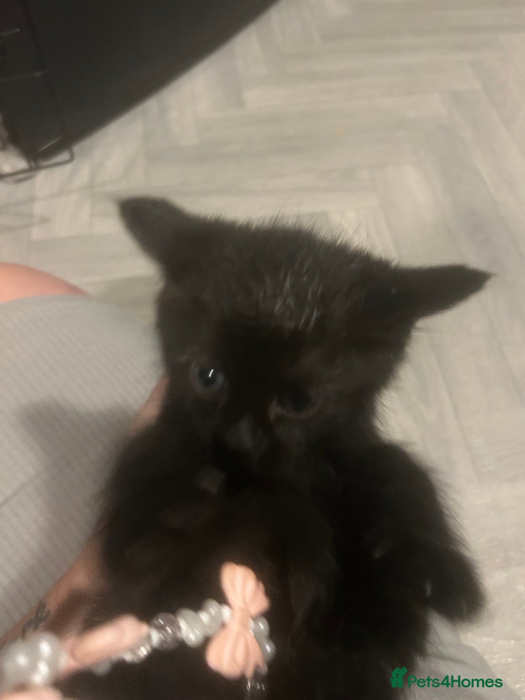 Mixed Breed cats for sale: black kittens ready to leave  - Image 1