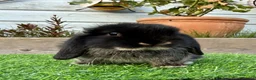 Mini Lop rabbits for sale: Beautiful Baby Black Otter - Minilop - Advert 7