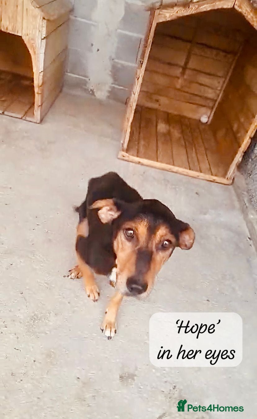 Mixed Breed dogs Hope, 10 years approx. Available for adoption. - Advert 3