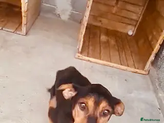 Mixed Breed dogs Hope, 10 years approx. Available for adoption. - Advert 3