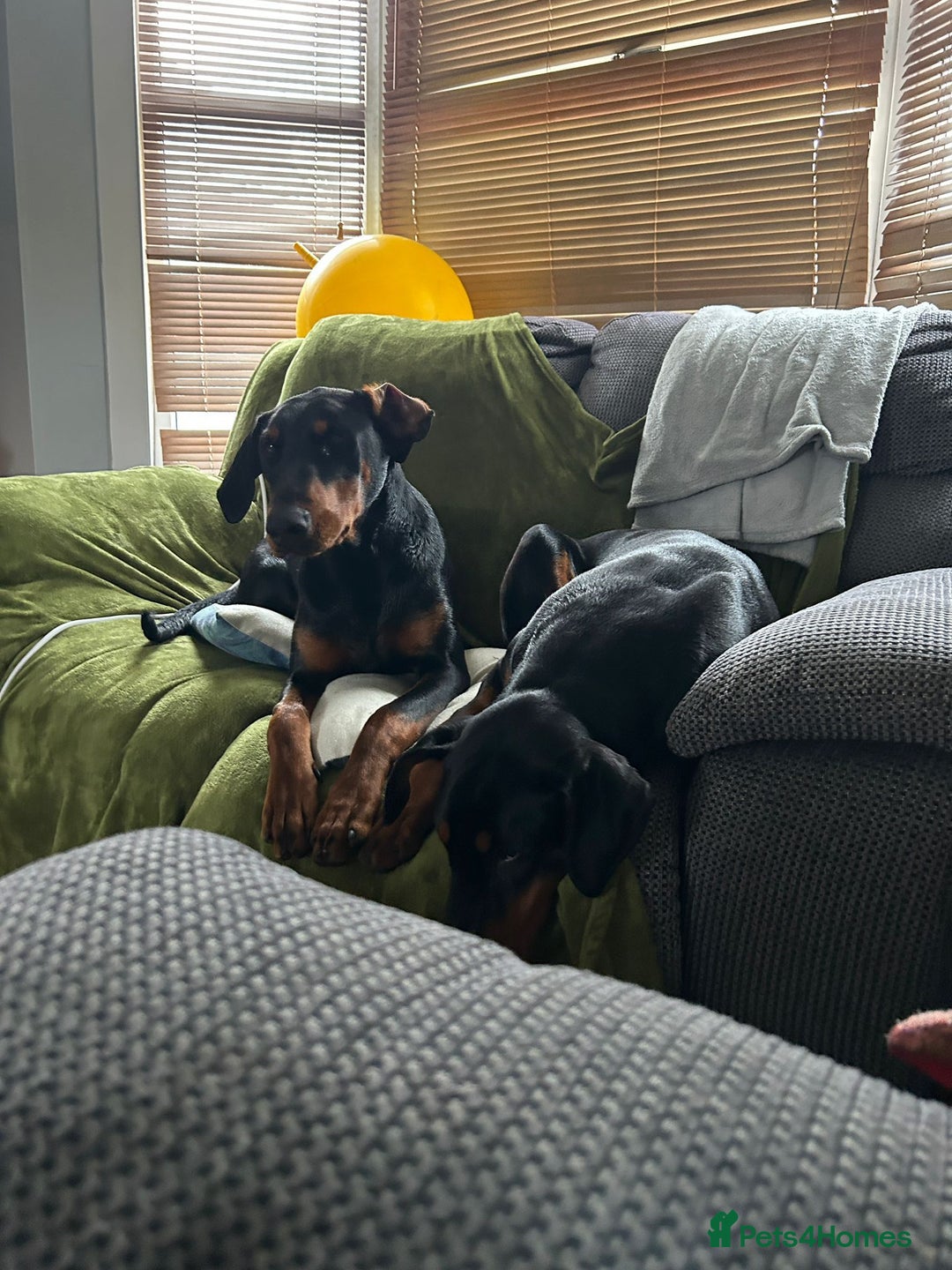 Dobermann dogs for sale: 2 Doberman females  - Image 7