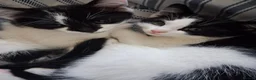 American Shorthair cats for sale: Three gorgeous 12 week tuxedo kittens ready to go! - Advert 2