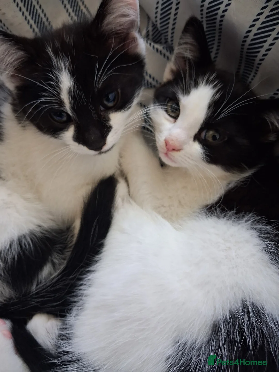 American Shorthair cats for sale: Three gorgeous 12 week tuxedo kittens ready to go! - Advert 2