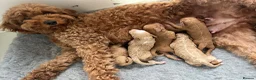 Mixed Breed dogs for sale: ❤️❤️ AUSTRALIAN GOLDENDOODLES ARE COMING SOON❤️❤️ in Northallerton - Advert 7