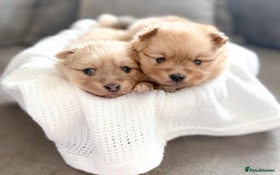 Pomeranian dogs for sale: Pomeranian puppies girl and boy  - Image 2