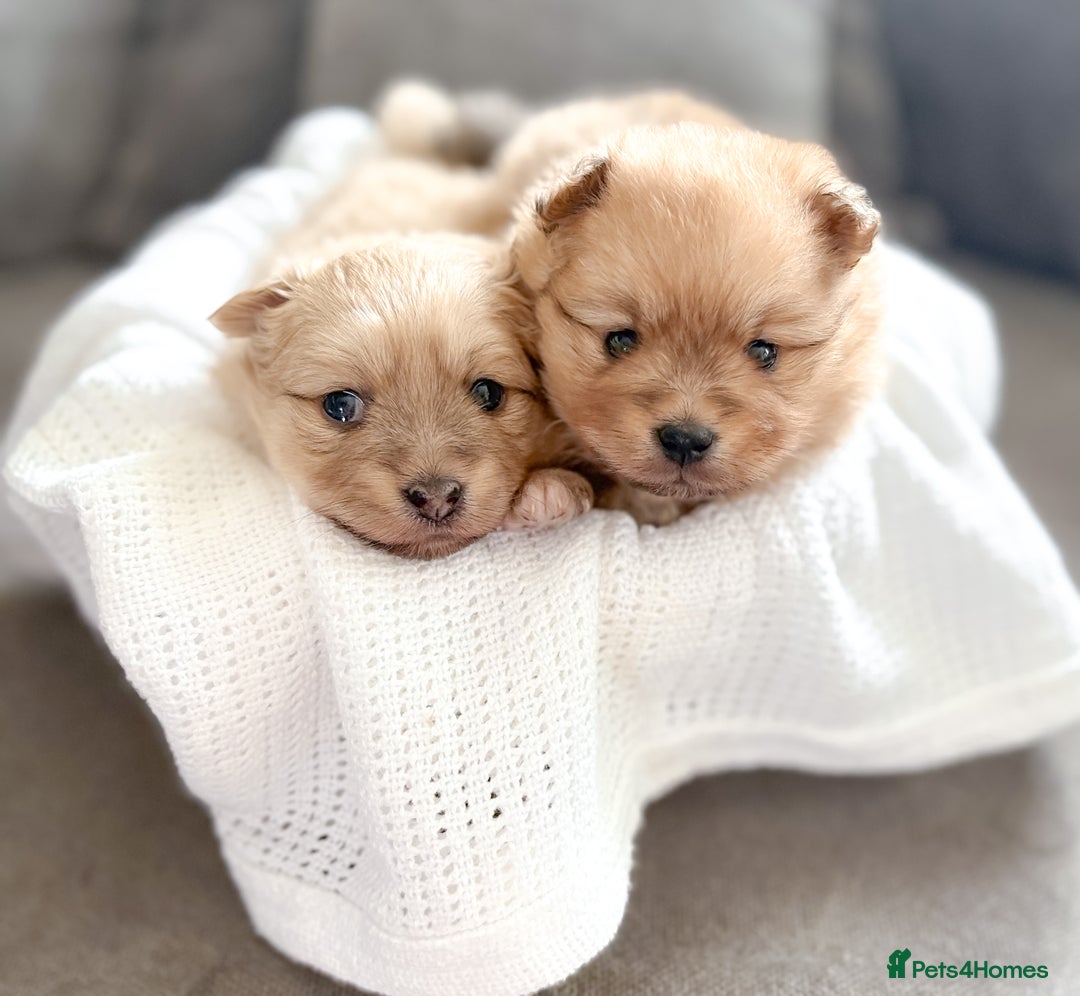 Pomeranian dogs for sale: Pomeranian puppies girl and boy  - Image 2
