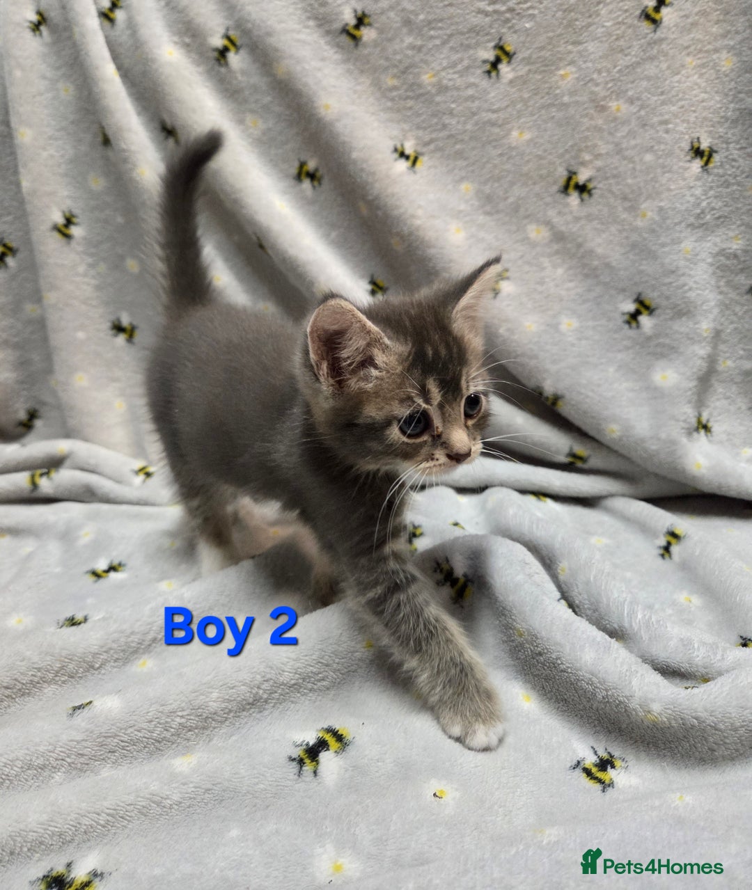 Mixed Breed cats for sale: Beautiful kittens  - Image 6