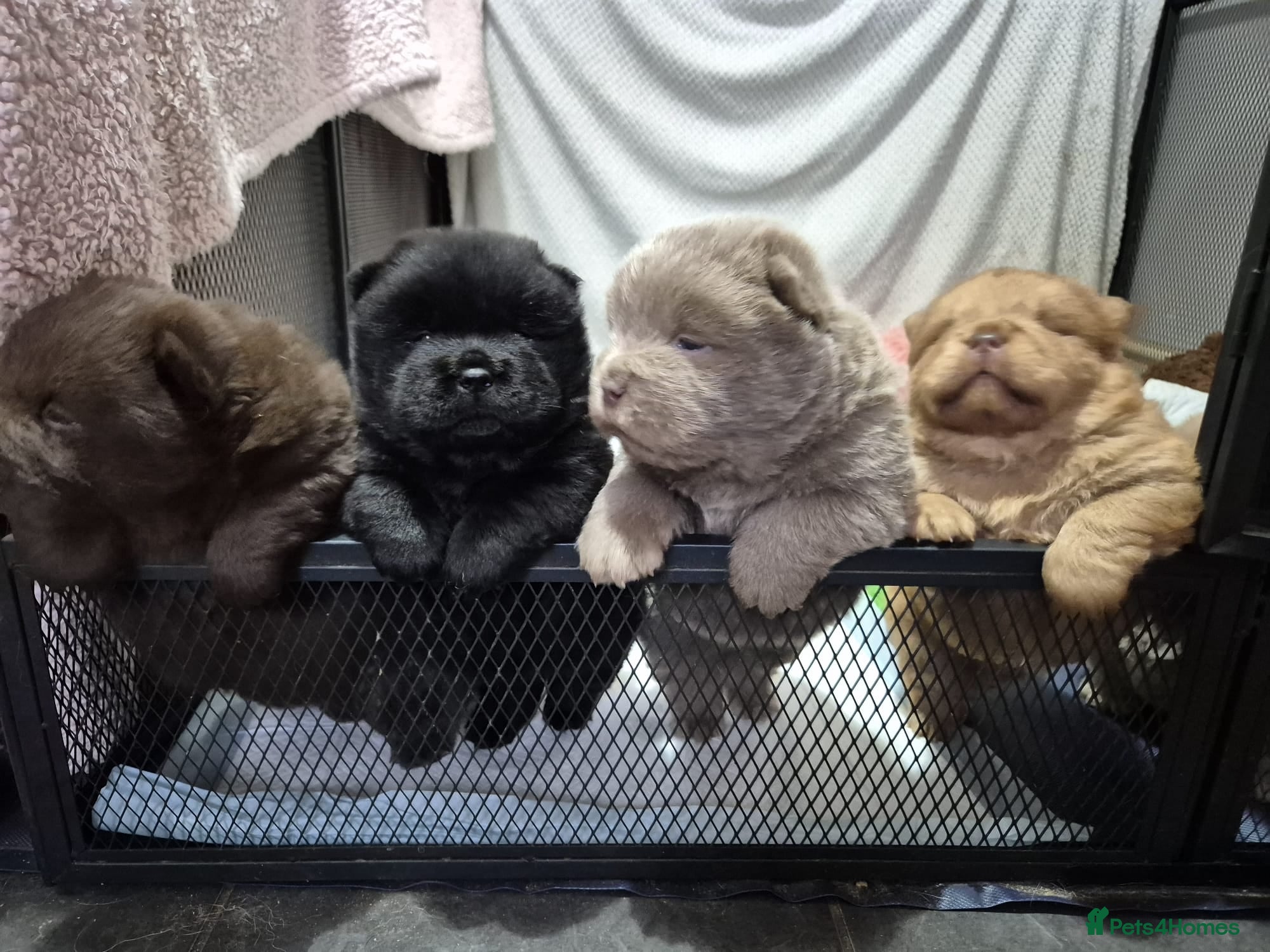 Chow Chow dogs Beautifull teddybear chow chows - Advert 4