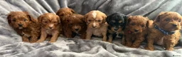 Cavapoo dogs for sale: EXTENSIVELY HEALTH TESTED F1?CAVAPOO BABIES  - Advert 4