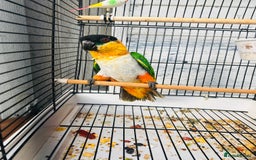 Parrots birds for sale: Male black headed caique for sale  - Image 11