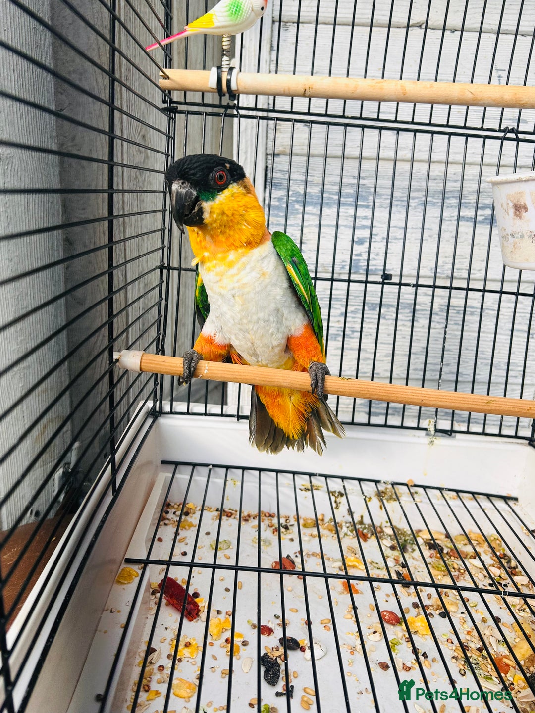 Parrots birds for sale: Male black headed caique for sale  - Image 11