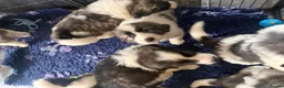 Pyrenean Mountain Dog dogs for sale: Outstanding, KC reg Pyrenean mastiff - Advert 10