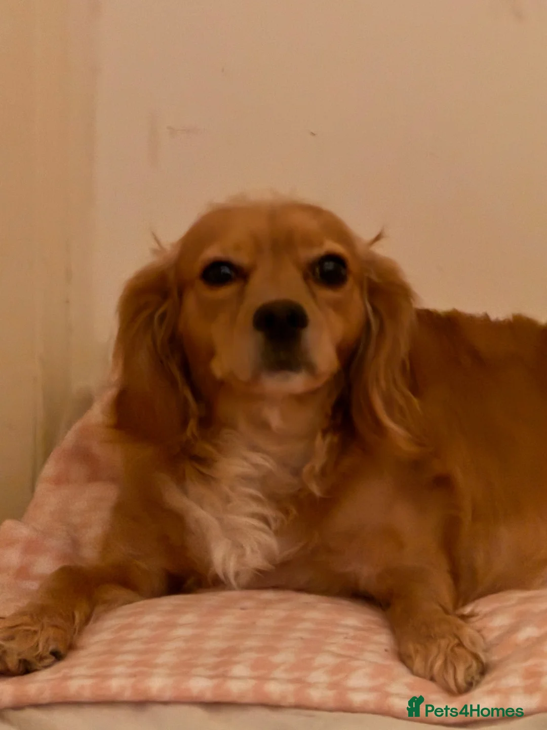 Cavapoo dogs for sale: F1 Merle Cavapoo puppies in Nottingham - Advert 1