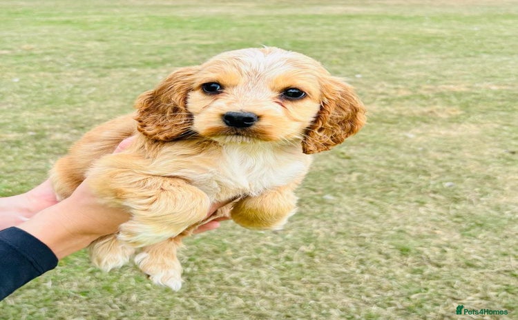 Cocker Spaniel dogs - Advert 15