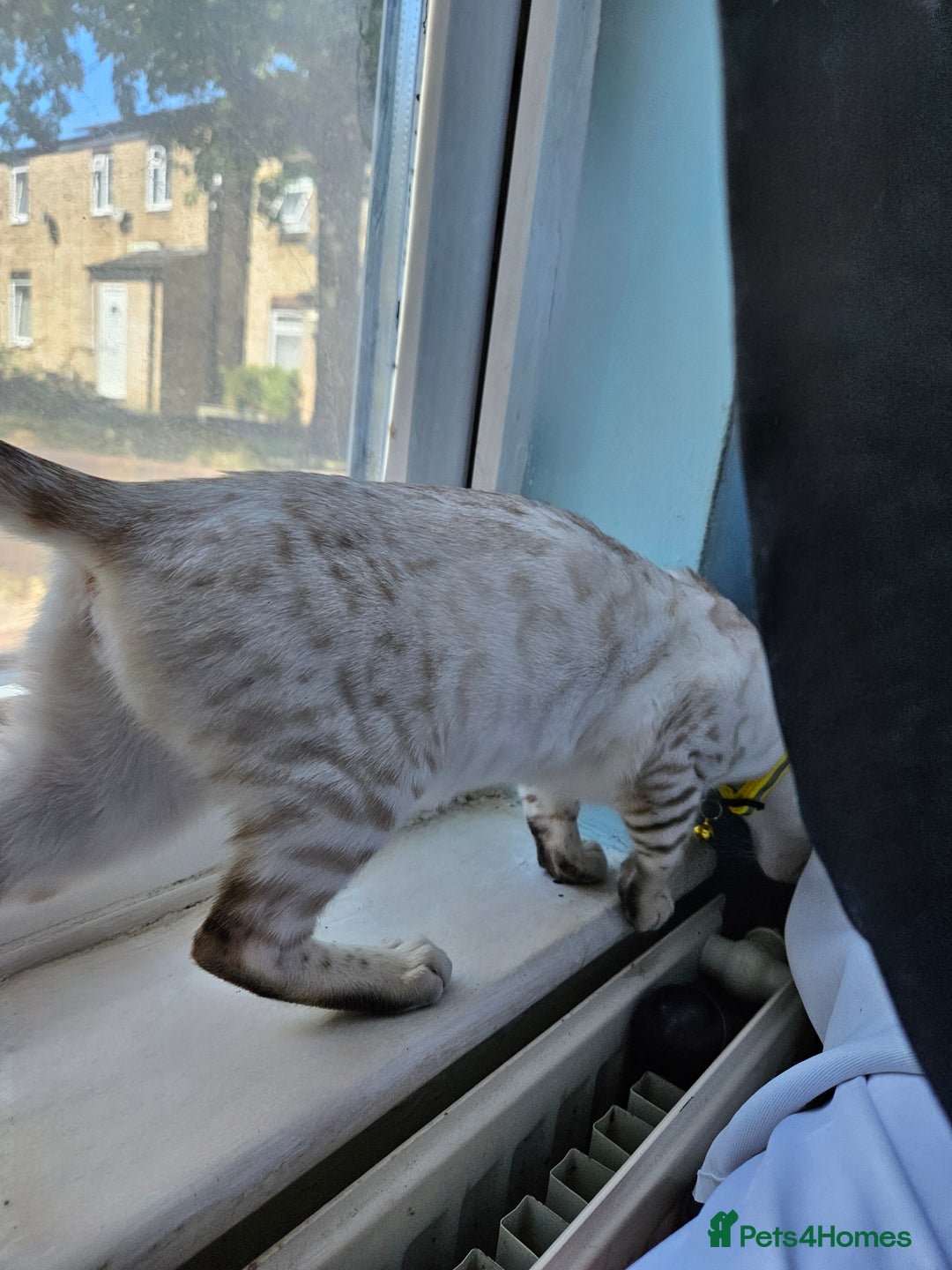 Bengal cats for sale: Snow bengal kittens for loving homes  - Image 14
