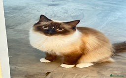 Siberian cats for sale: Daisy, - Image 2