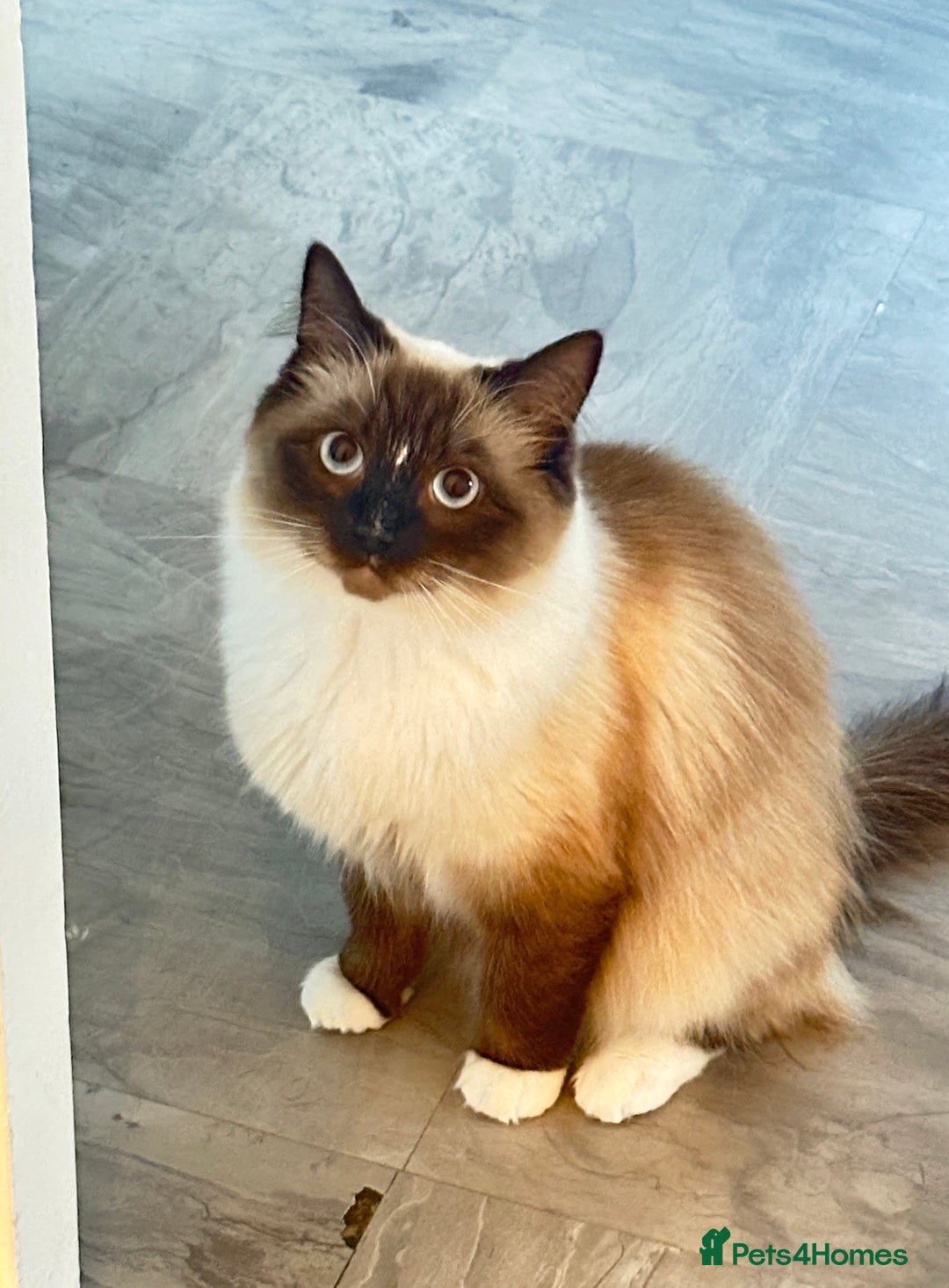 Siberian cats for sale: Daisy, - Image 2