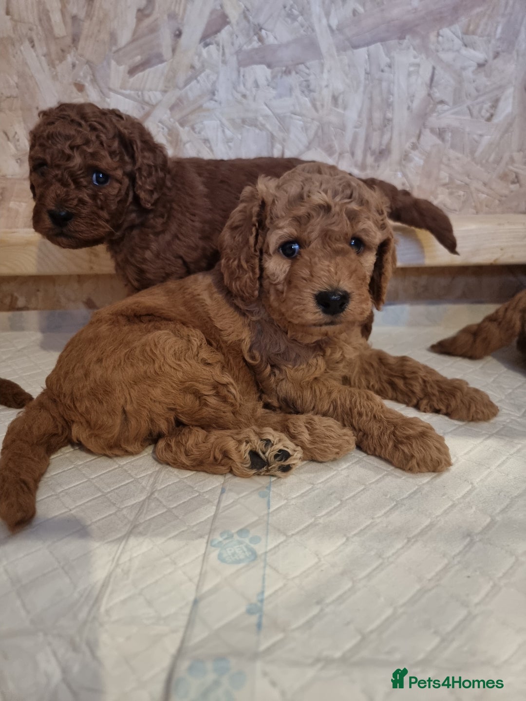 Goldendoodle dogs for sale: Waiting list - Miniature goldendoodle puppies   - Image 2