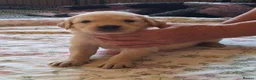 Golden Retriever dogs for sale: Golden Retriever KC Registered Puppies - Advert 3