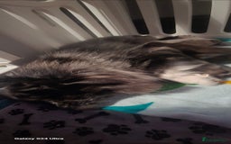 Pomapoo dogs for sale: 1 time miniature Pomapoo puppies - Image 4