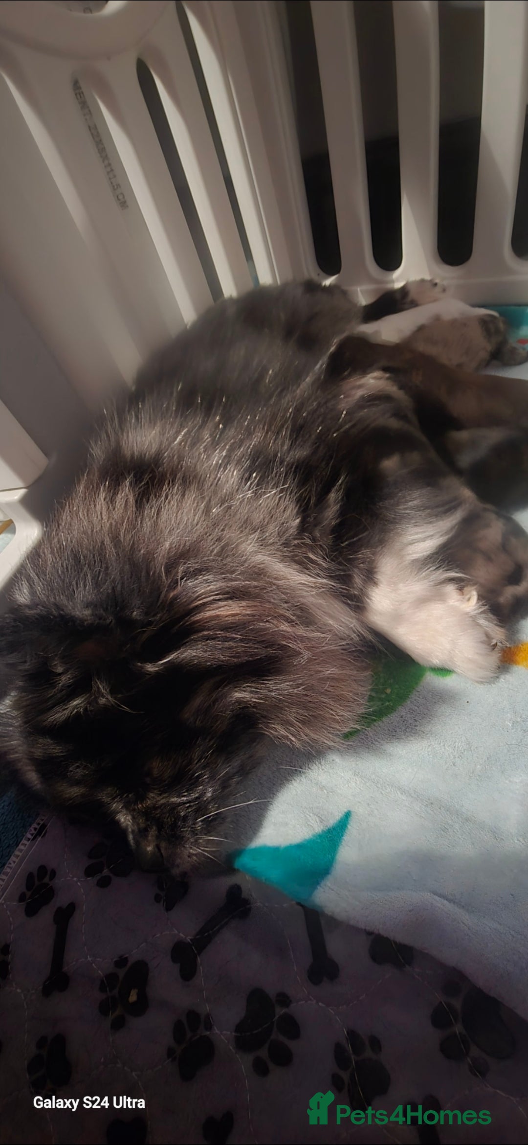 Pomapoo dogs for sale: 1 time miniature Pomapoo puppies - Image 4