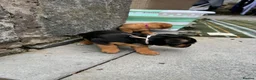 Patterjack dogs for sale: Patterjack puppy’s looking for loving home  - Advert 28