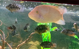 Cichlids fish for sale: Beautiful Oscar & Red Terror Cichlids 8-9inches - Image 10